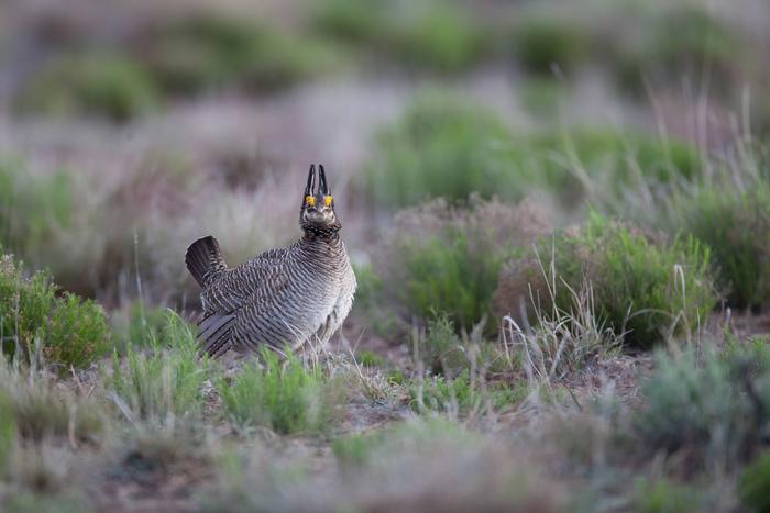 Lesser prairie chicken