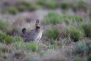 Lesser prairie chicken