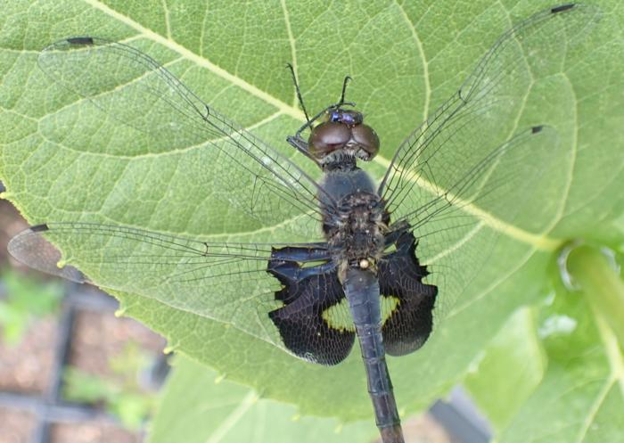 Ornamented dragonfly