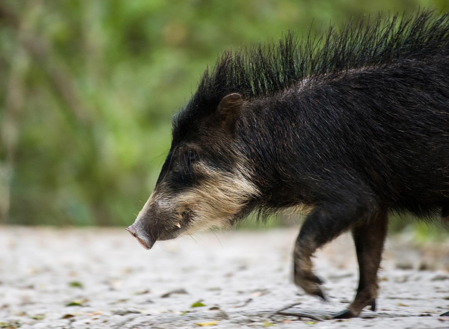 White-Lipped Peccary