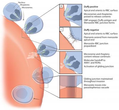 <i>P. vivax</i> Invasion Up Close