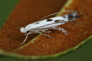 Alpine rose leaf-miner moth adults resting on leaves of the host-plant