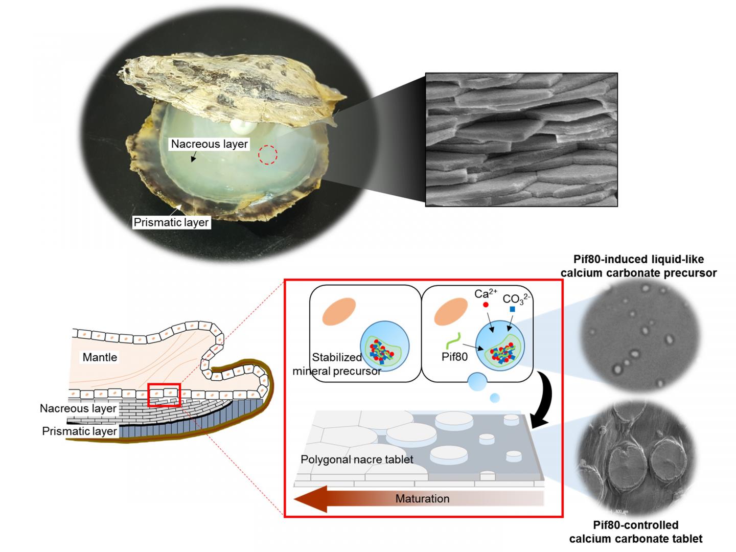 Oyster Protein Region is Key to Making Mother-of-Pearl (2 of 2)