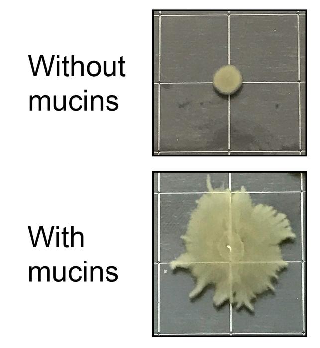 Mucin comparison