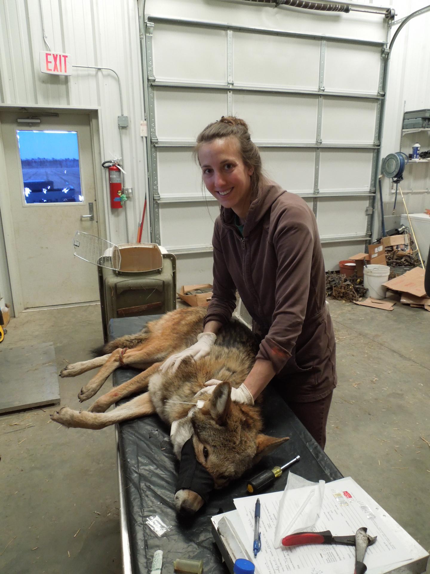 Kristin Brzeski with North Carolina Red Wolf