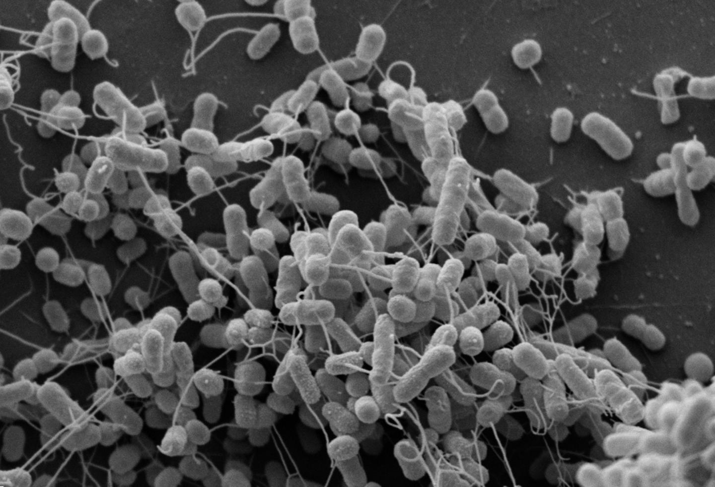 40 бактерий. Acinetobacter johnsonii. Ацинетобактер микроскопия. Микроорганизмы. Популяция бактерий.