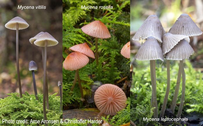 Examples of Mycena mushrooms with massive gene duplications