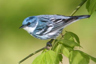 Cerulean Warbler