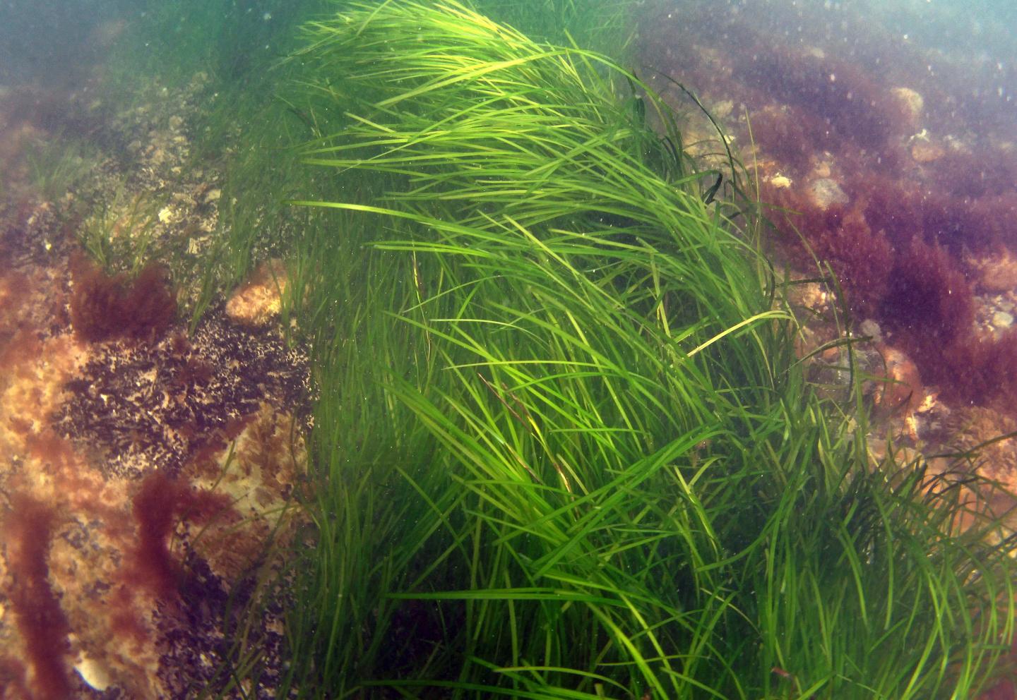 Seagrass