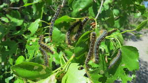 Hungry caterpillars 4