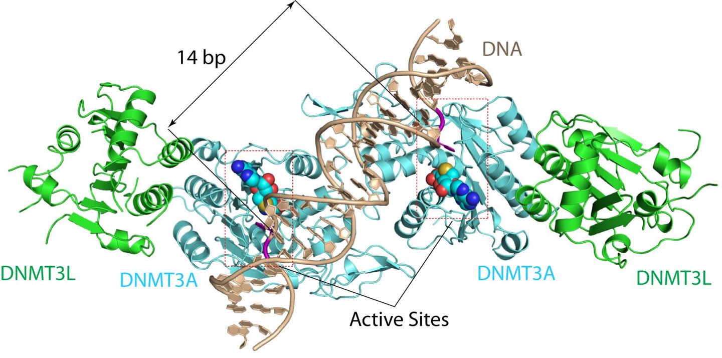 DNMT3A-DNA Complex