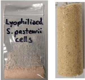 Packets of freeze-dried bacteria grow biocement on demand