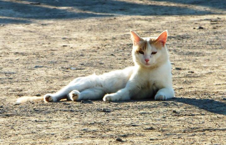 Cat in the modern village next to Dzhankent