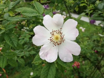 Differences in Phenolic Makeup of Indigenous Rose Species and Modern Cultivars