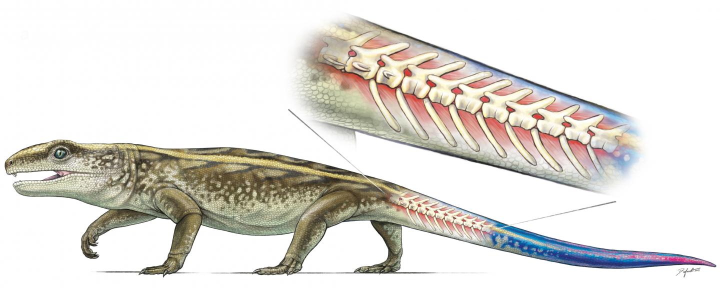 Illustration of <i>Captorhinus</i>