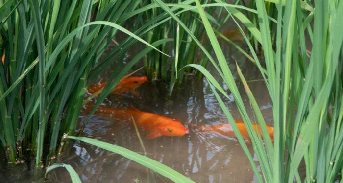 Carp living with rice plants