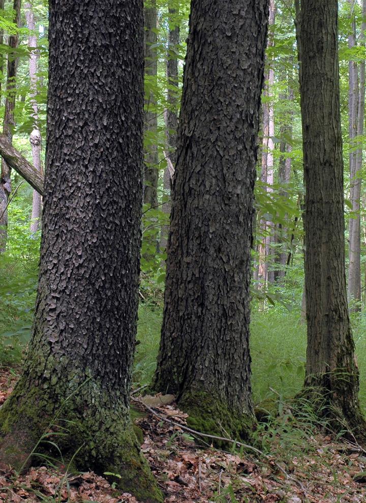 Decline in black cherry regeneration may signal wider change