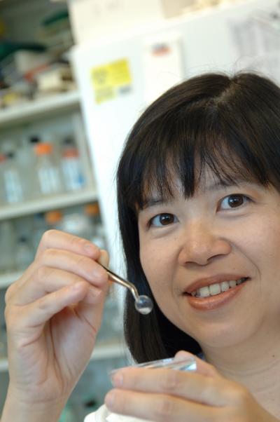 Biosynthetic Cornea (2 of 2)