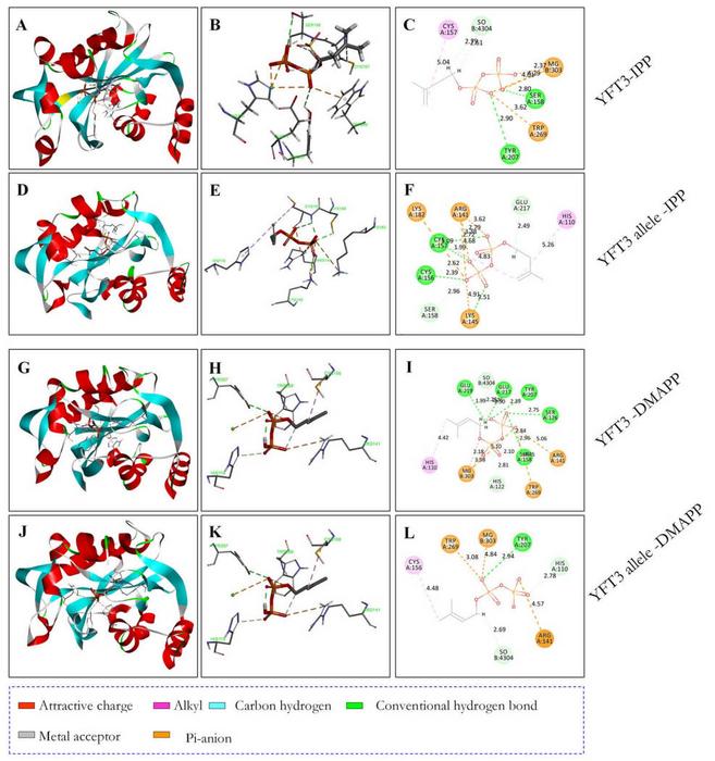 Molecular docking of YFT3 and YFT3 allele proteins with IPP and DMAPP.