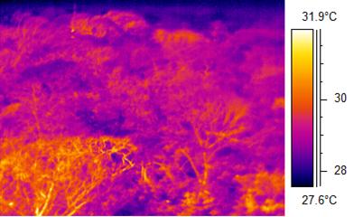 Thermal Imaging