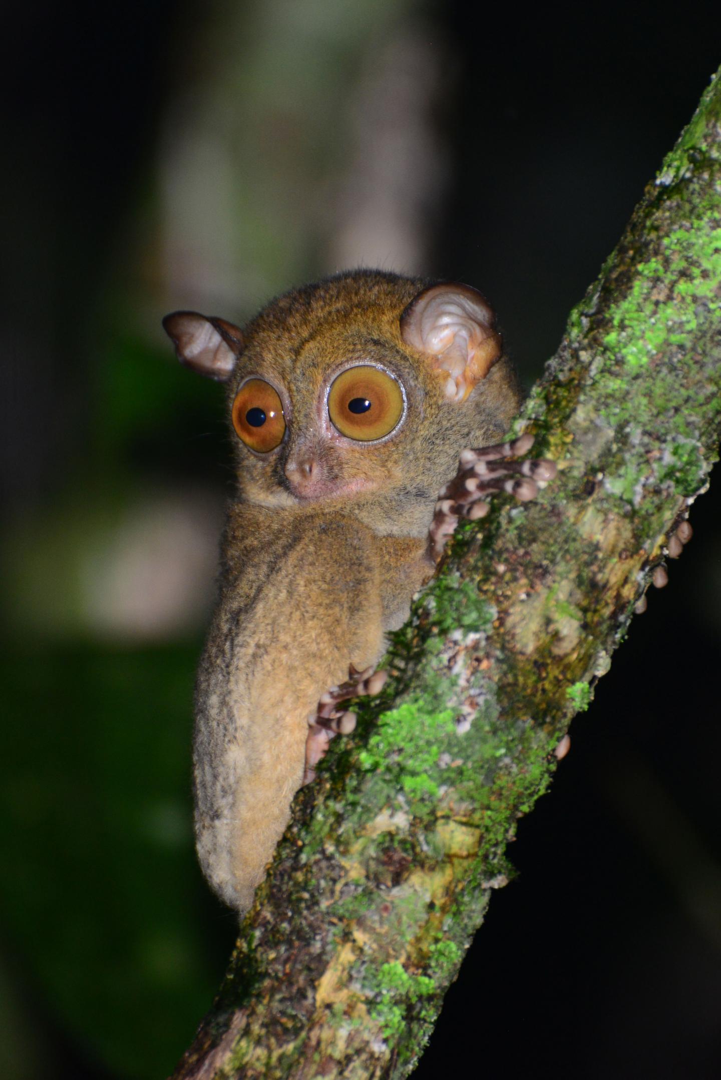 Western Tarsier.