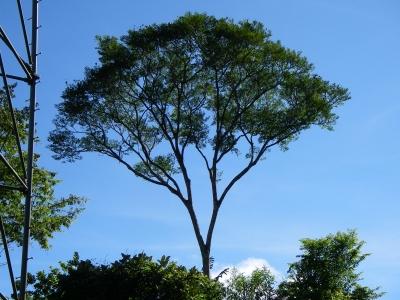 Most trees. Андироба дерево. Деревья Перу. Перуль дерево. Дерево полосантум Перу.