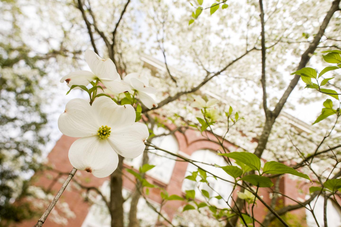 Dogwoods in Georgia