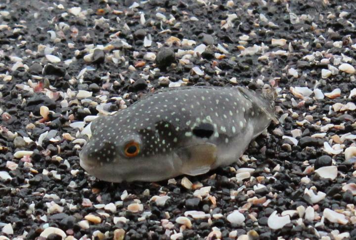 Pufferfish