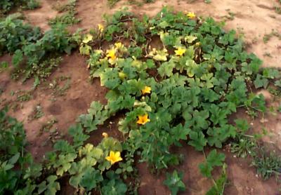 Squash Plants