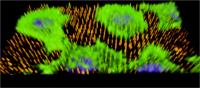 Cells on Nanoneedle Image