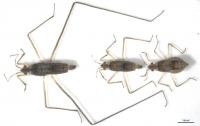 Same gene drives male water striders' exceptionally long legs and the inclination to use them as weapons