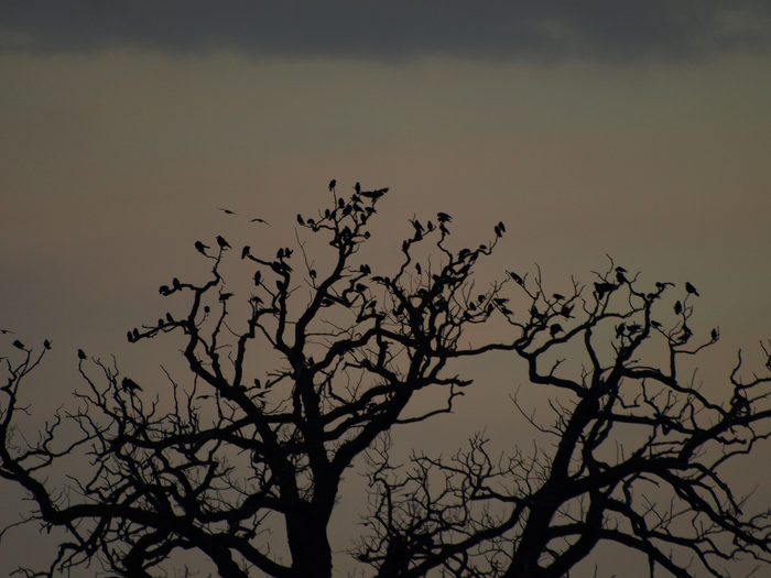 Jackdaws roosting in a tree