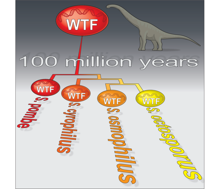 119-million-year-old WTF Genes