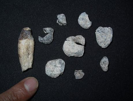 <em>Chororapithecus</em> Teeth Fossils