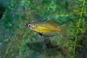 Rainbowfish from the Wet Tropics region of Australia 3