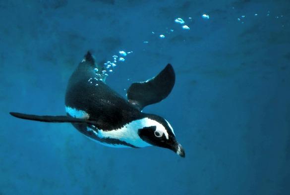 African Penguin