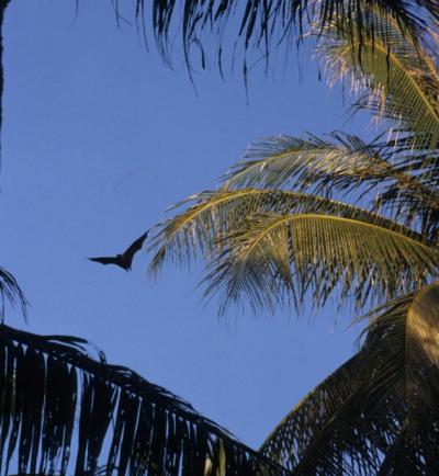 Mortlock Islands Flying Fox