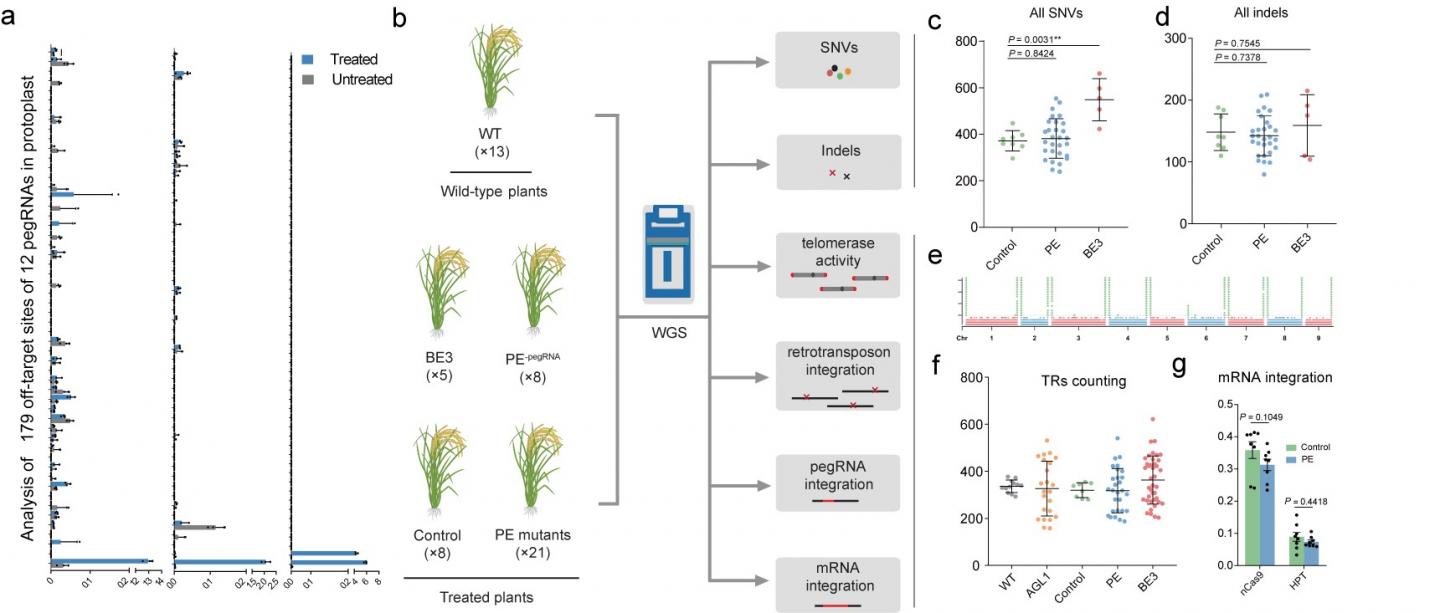 Analysis of the genome-wide specificity of prime editors in plants.