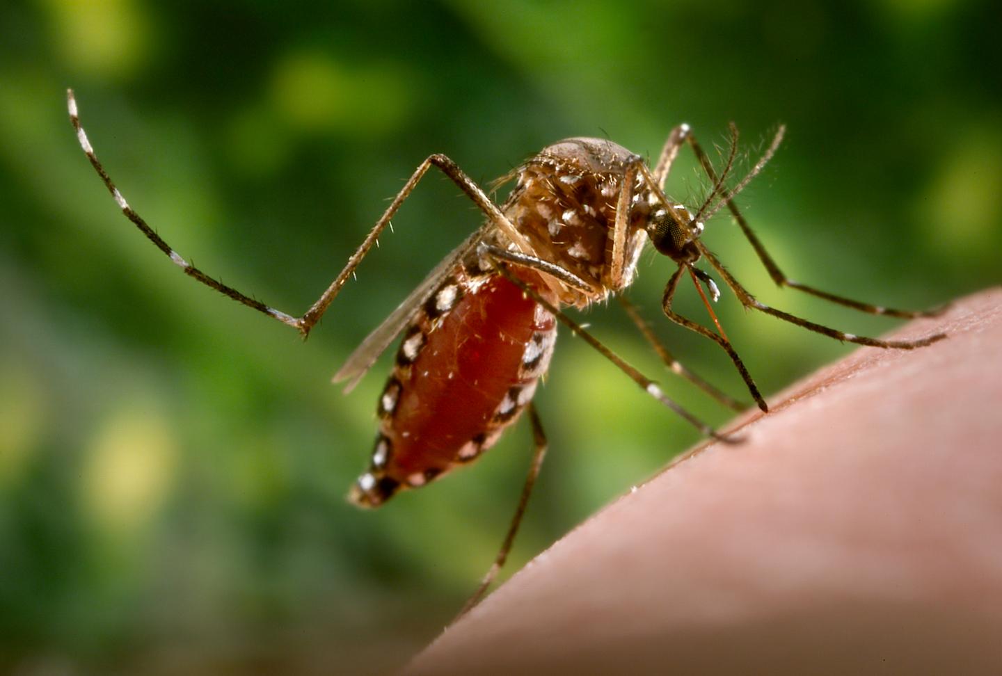 A Step Towards Understanding Zika