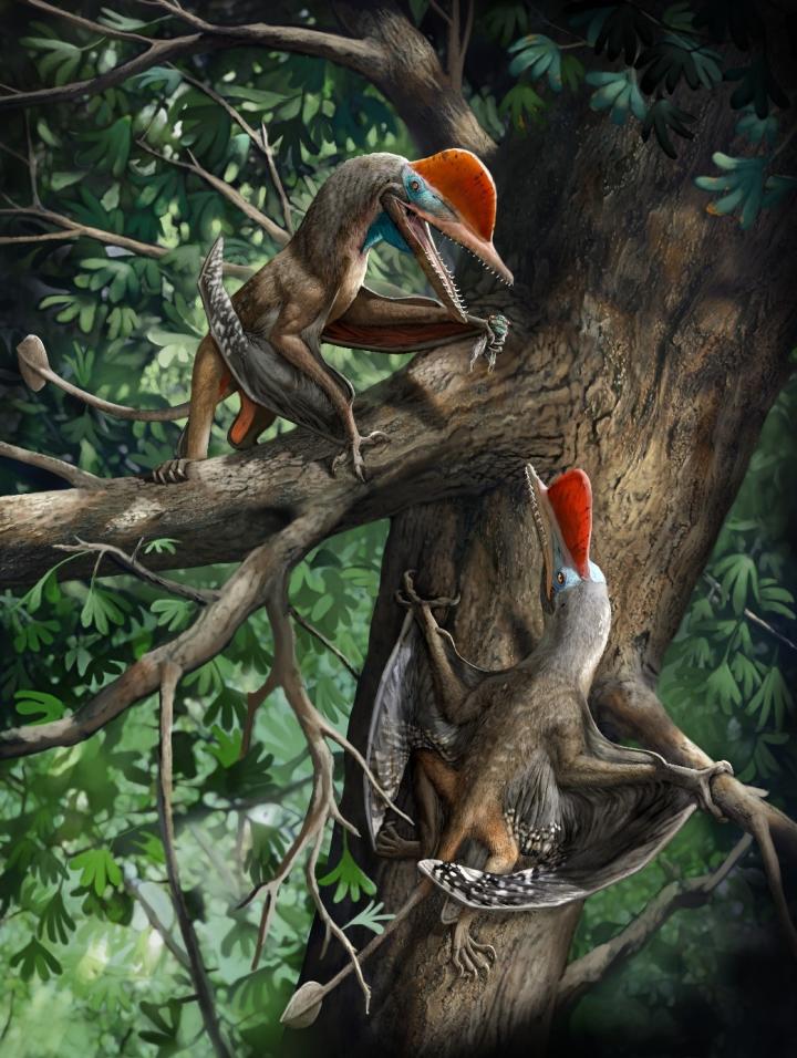 Life Reconstruction of K. antipollicatus