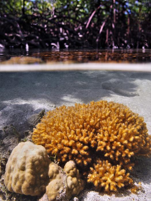The coral species 'Porites lutea' in a mangrove swamp. Photo: Emma Camp.