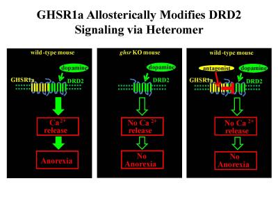 Appetite Accomplice: Ghrelin Receptor Alters Dopamine Signaling