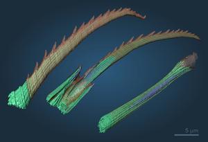 Different segments of the bristles of the marine annelid Platynereis dumerilii. 3D reconstruction from more than 1000 electron micrographs. Blade (left), blade with joint (center), shaft (right).
