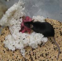 Healthy Female Mouse, Daughter of Male with Two Y Genes Obtained by ROSI