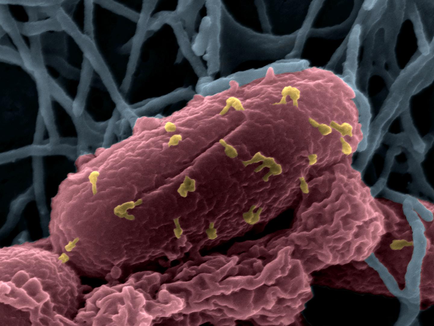 Bacteriophages on the Escherichia coli bacterium