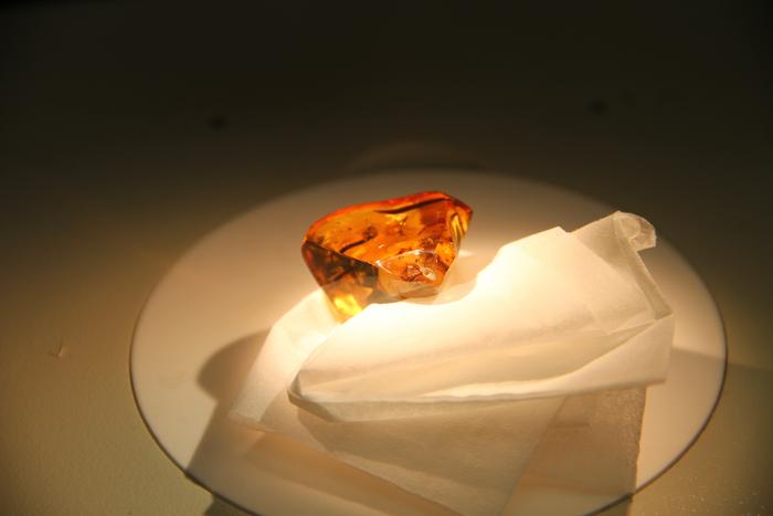 Ancient Amber bee [IMAGE] | EurekAlert! Science News Releases