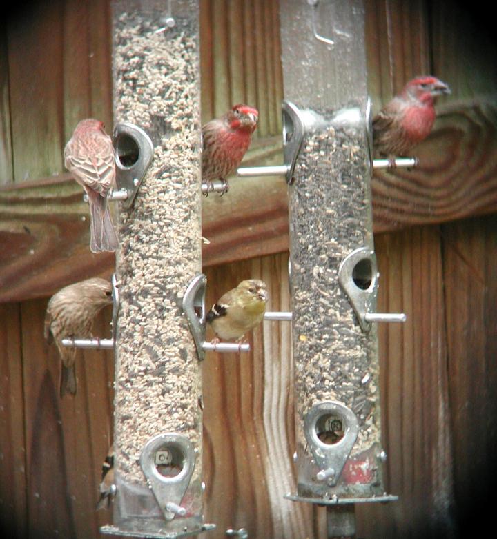 House Finches at Bird Feeders