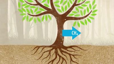 Methane Emissions from Trees