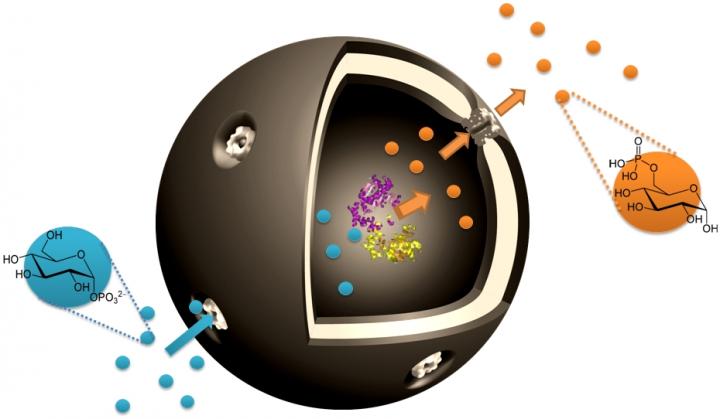 Schematic Illustration of the Bio-Catalytic Nanocompartment