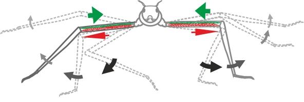 Movement of the Stick Insect